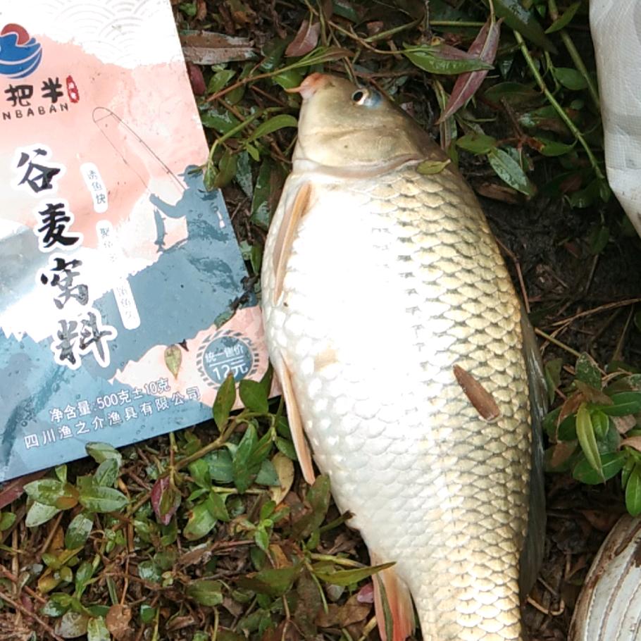 郑二八经