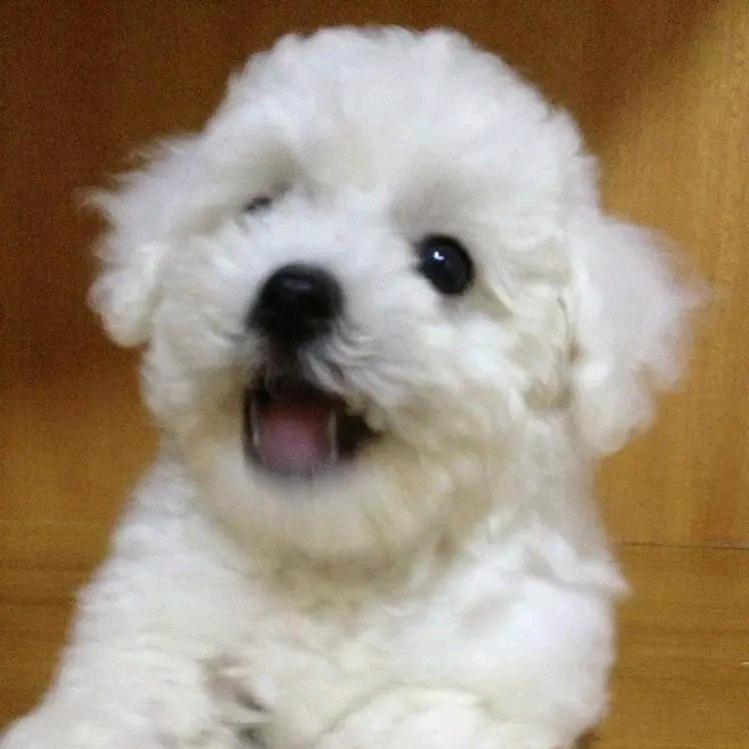 柚子姐