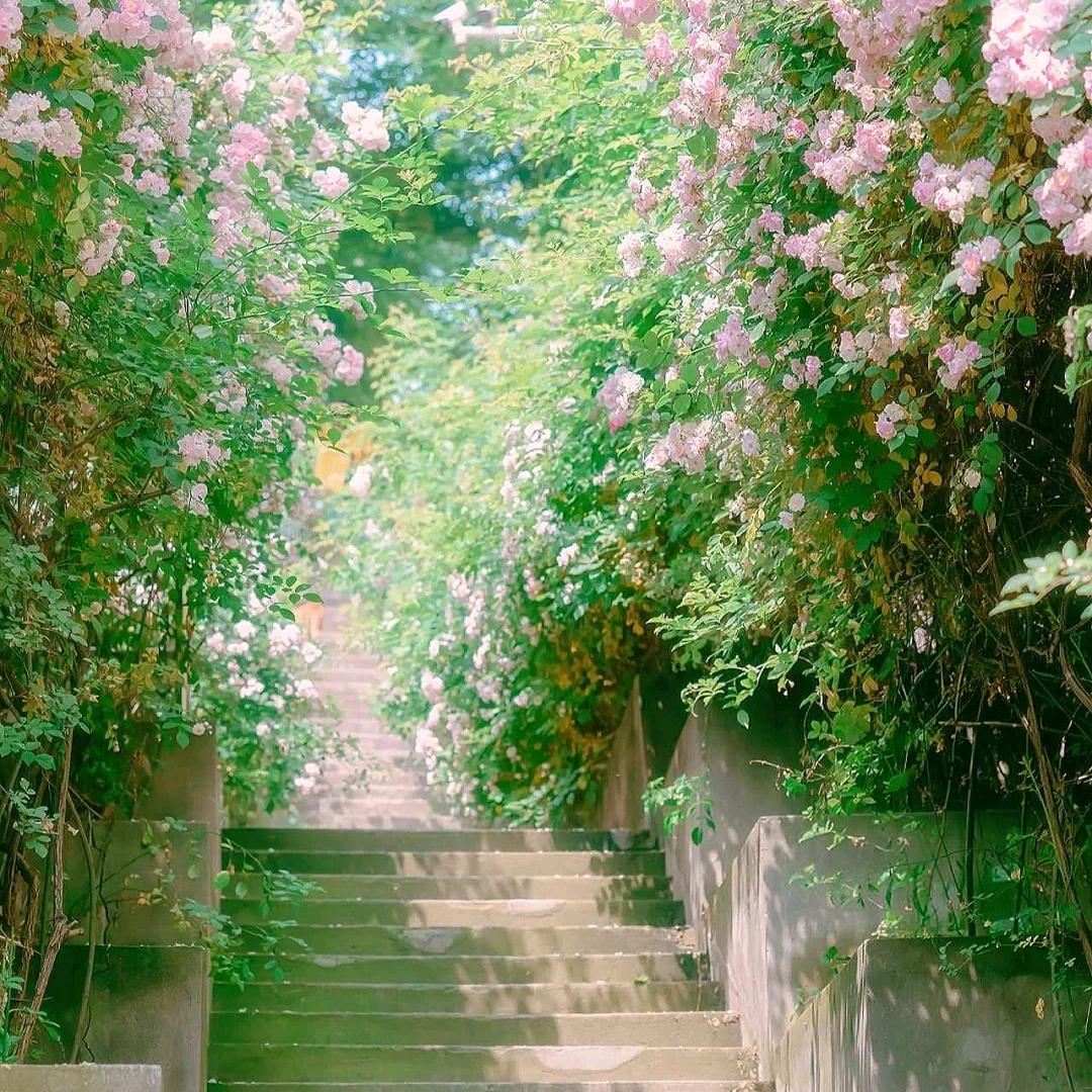 小虞虞