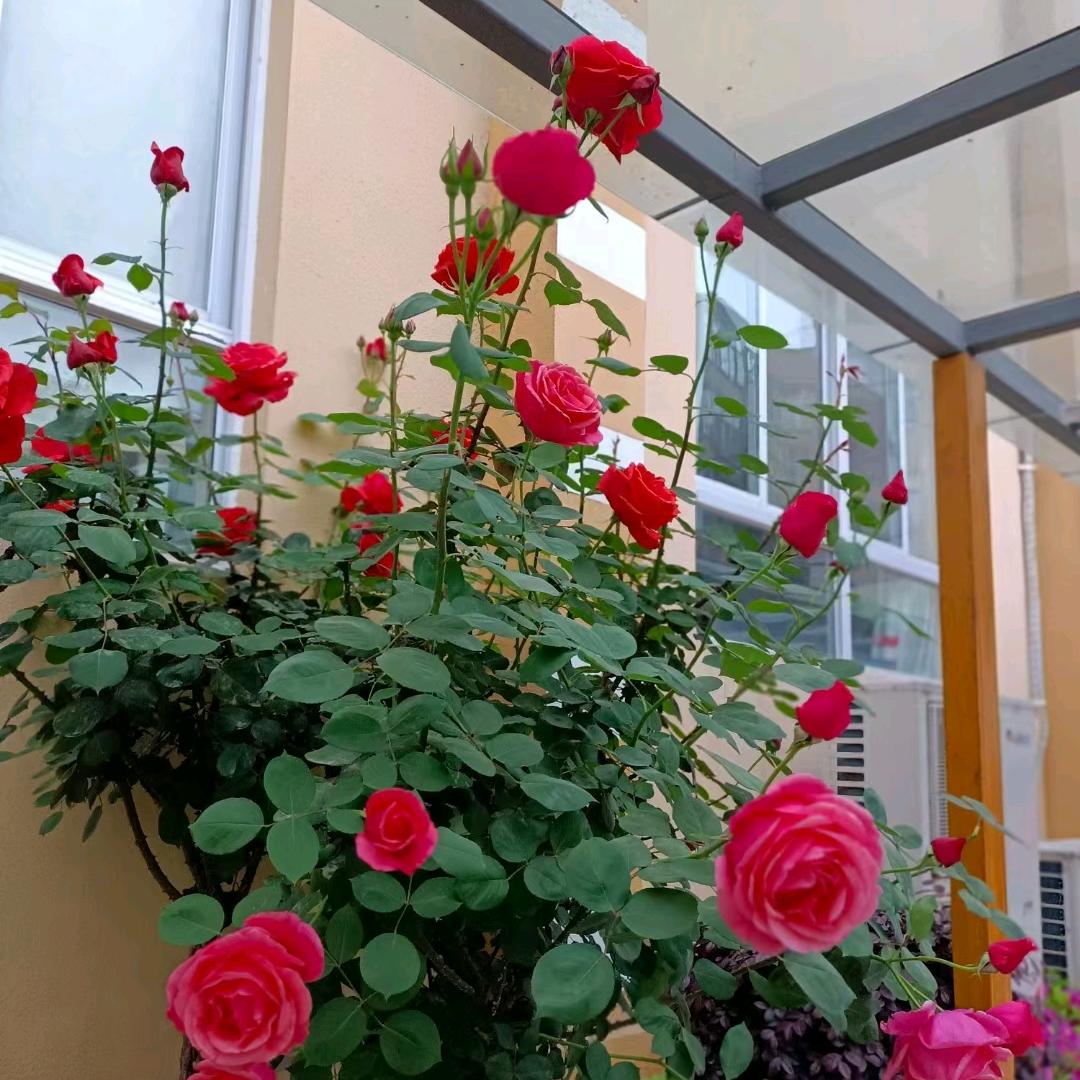 雪怕太阳草怕霜