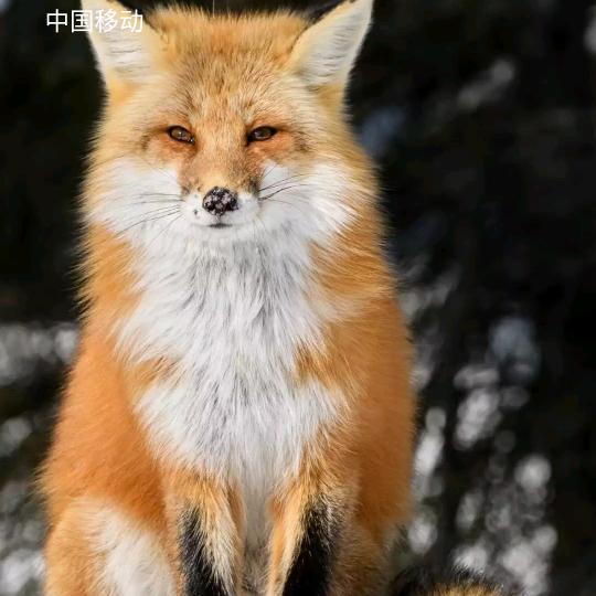 小玉