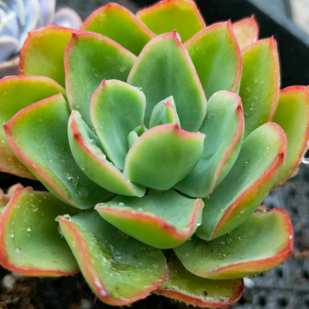 远安欧缇蔓月子中心