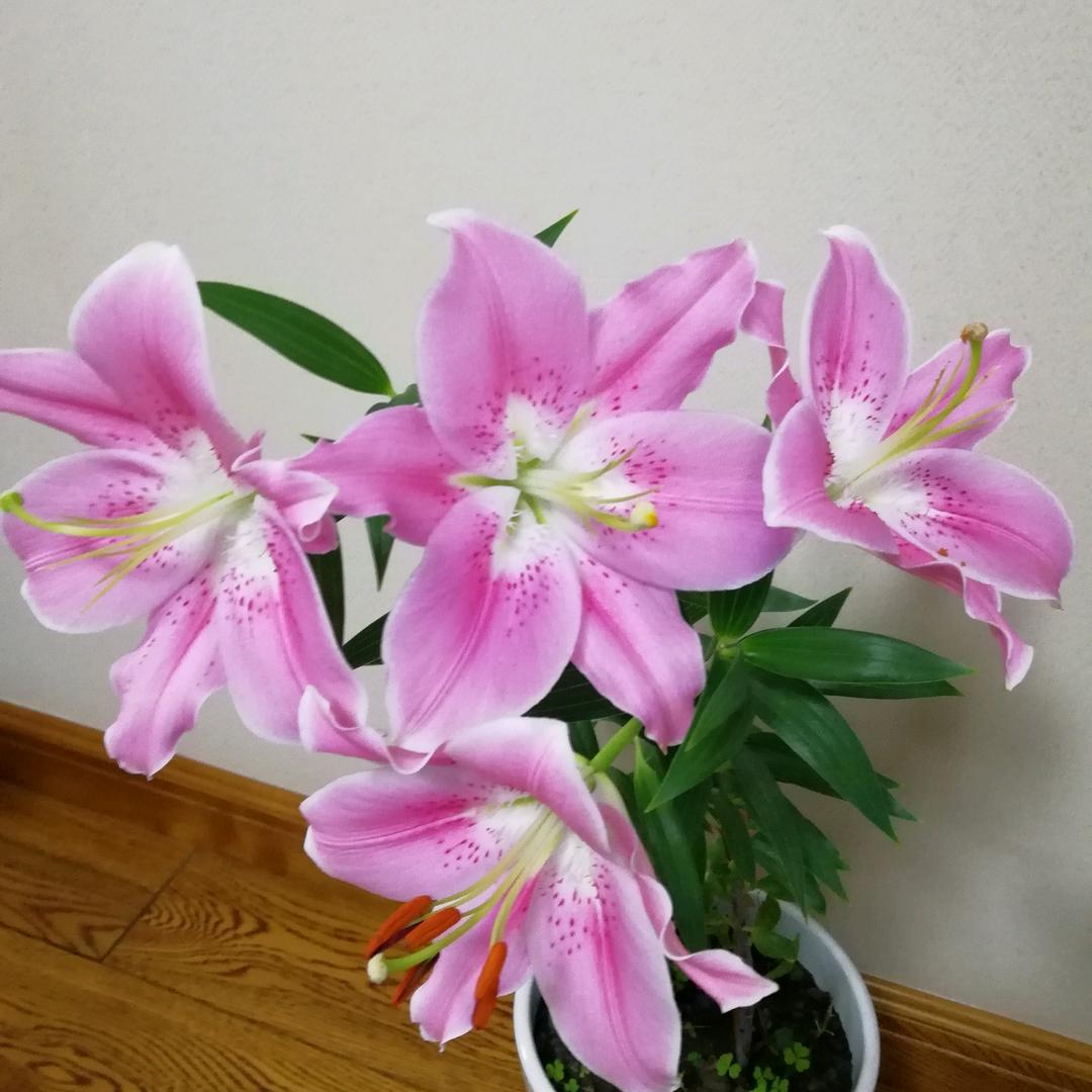用户无语