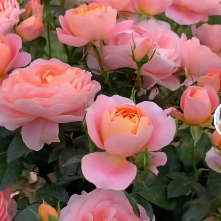 春暖花开