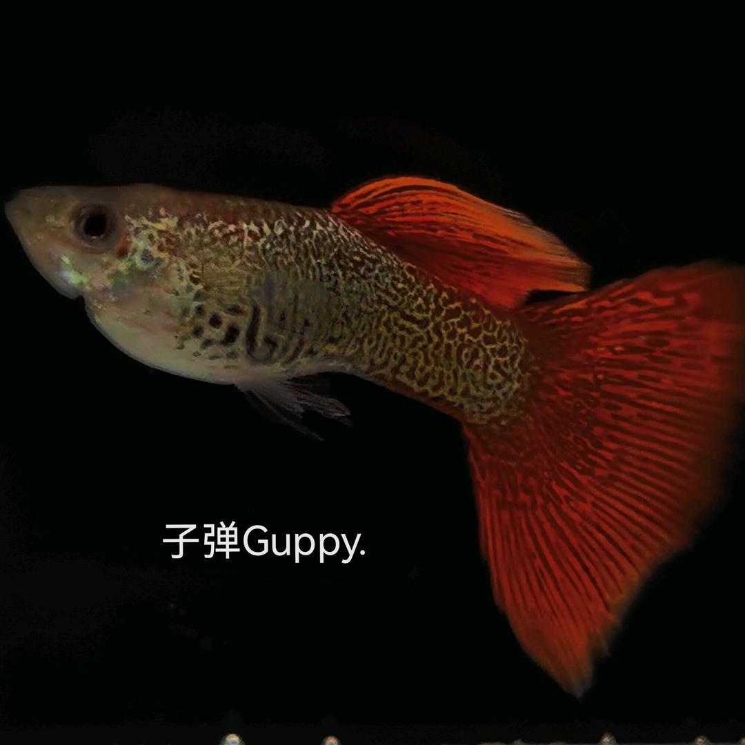 佛山-子弹（赛级、精品孔雀鱼）