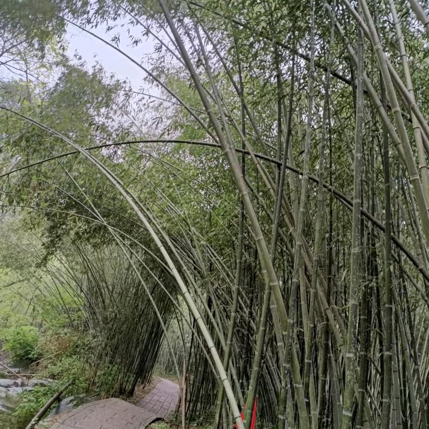 竹林
