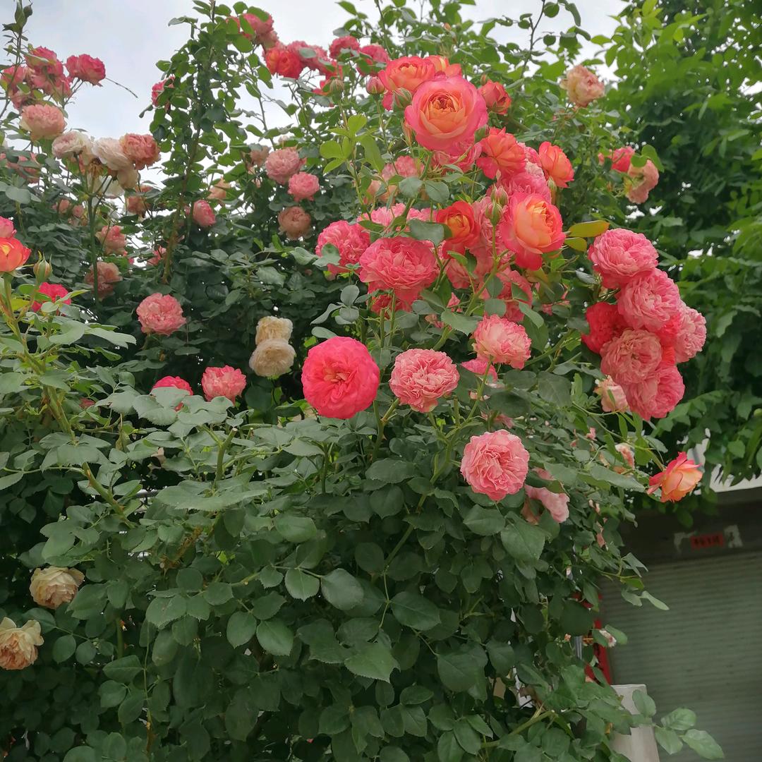 荷花池