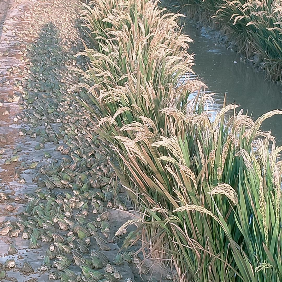 美人蛙农场优选