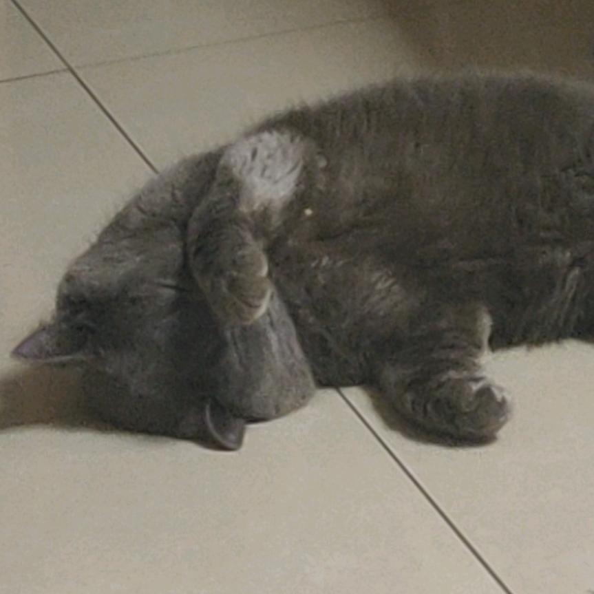 迪迪