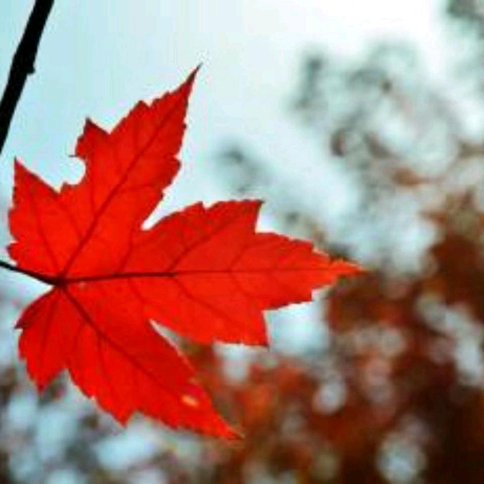 🍁一叶知秋🍁