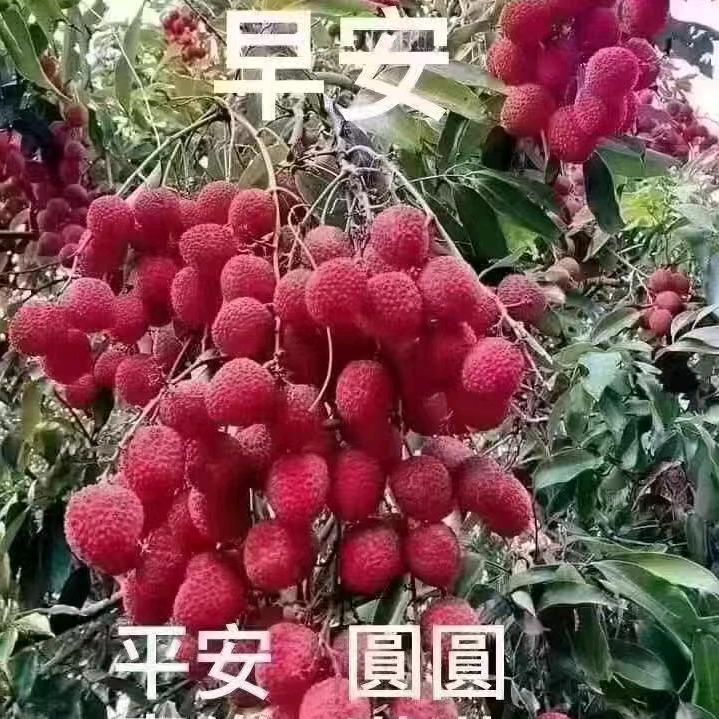 喜羊羊