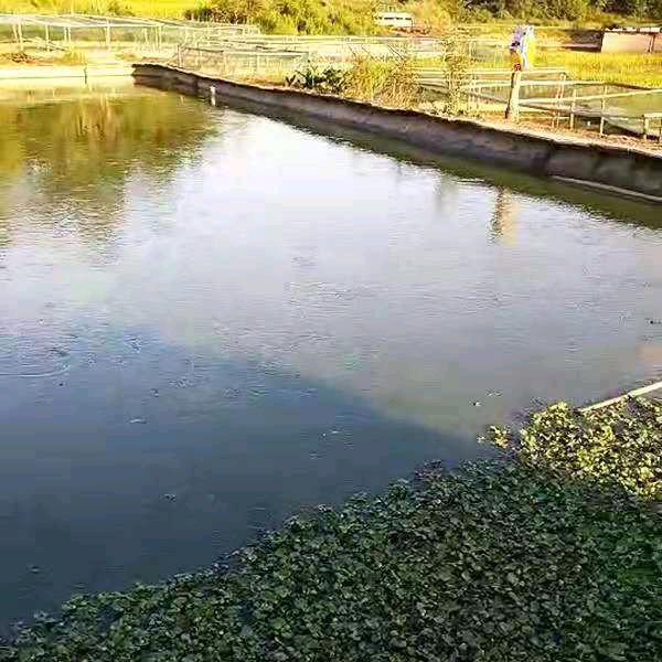 丰顺外塘甲鱼