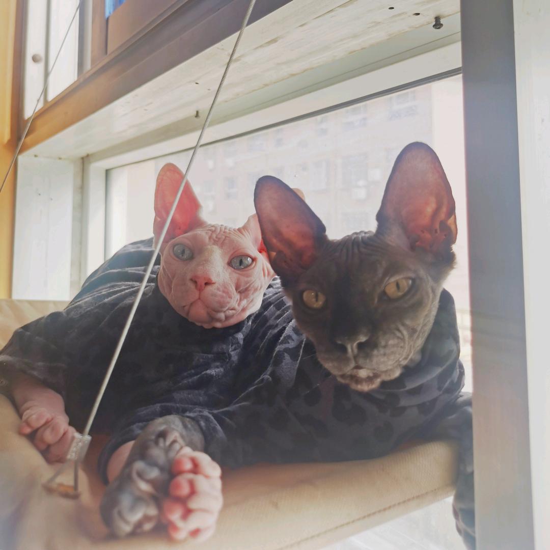 四喜儿的铲屎官