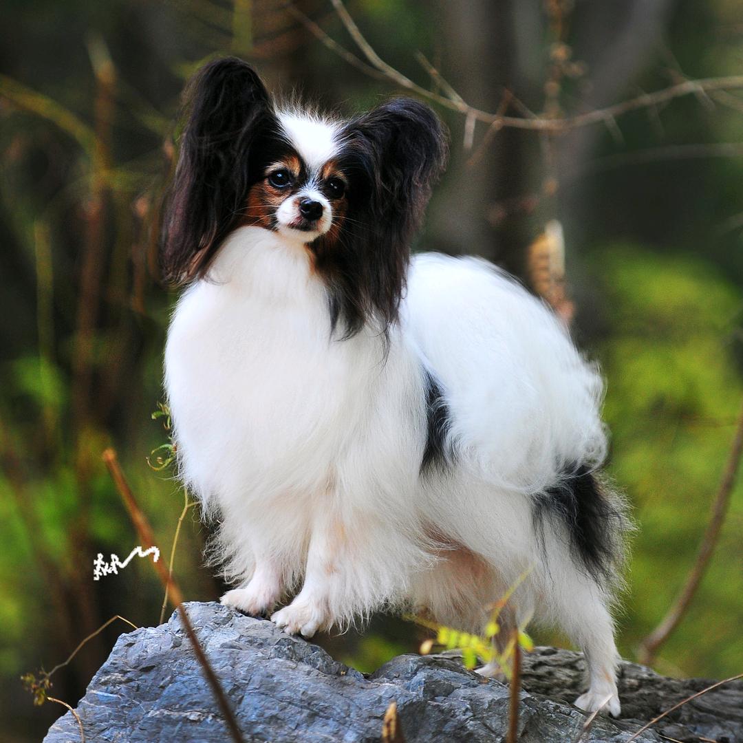 蝶舞犬舍（蝴蝶犬）