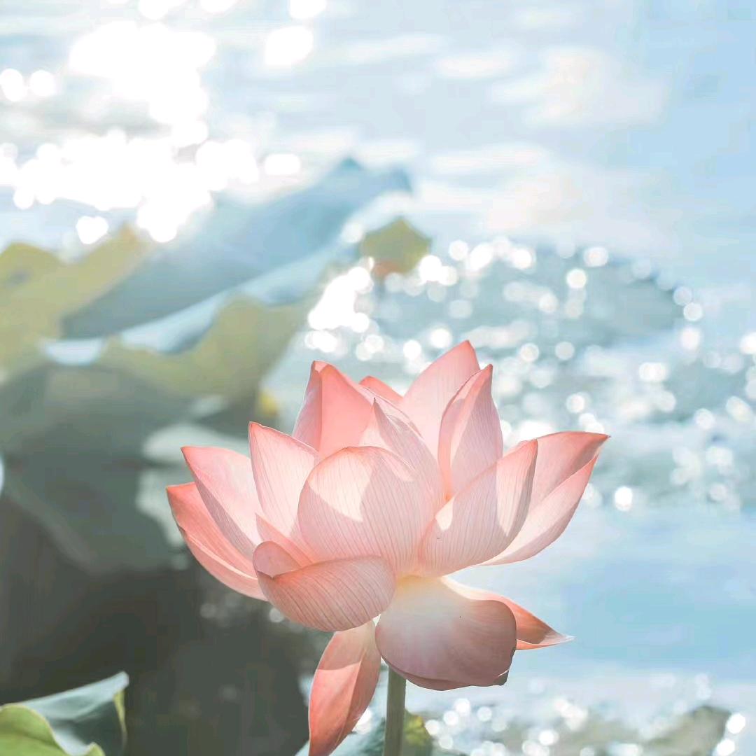 🌺一世两相依