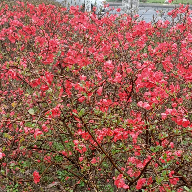 宣，开心(衬衫批发)🌹🌹