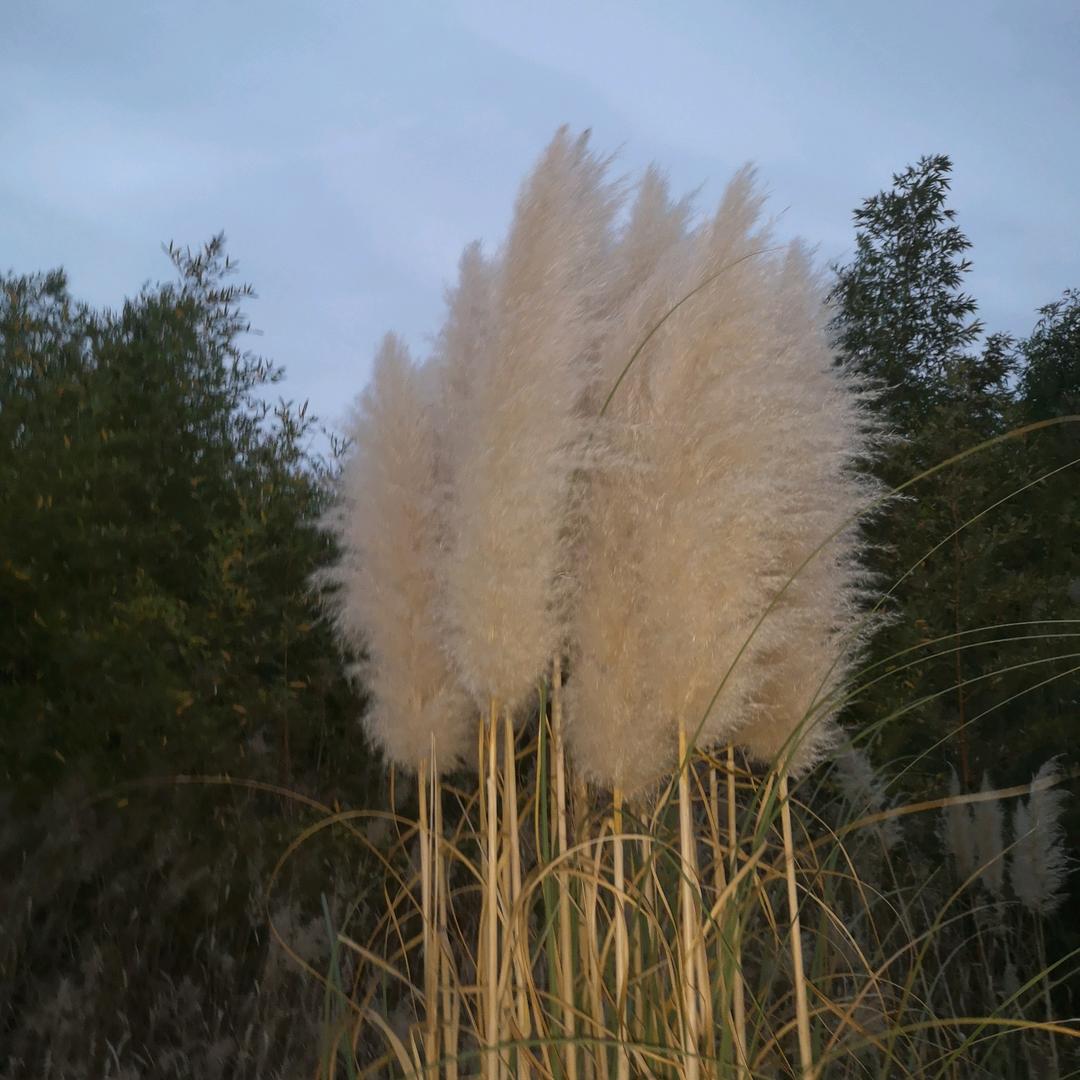 闔闔