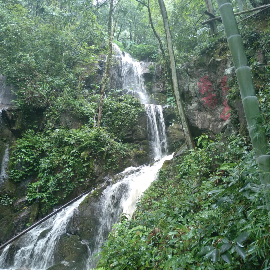 泰山国师