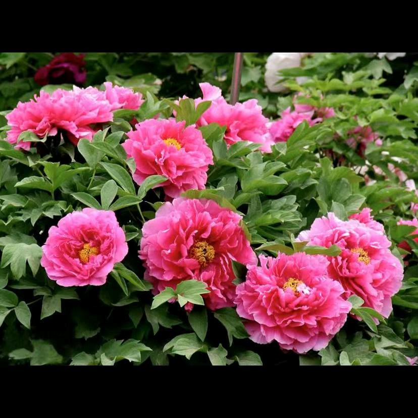 心花怒放