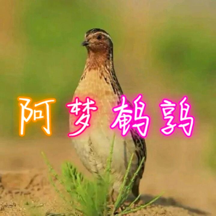 阿梦鹌鹑