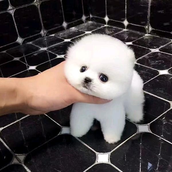 芥子末