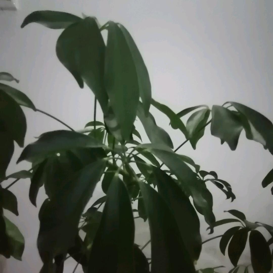 老蒋