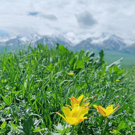 微微一笑🌻