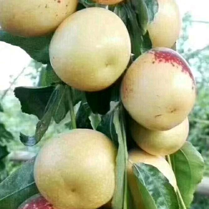 冰皮