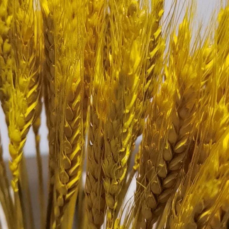 楼里村服装达人悠悠