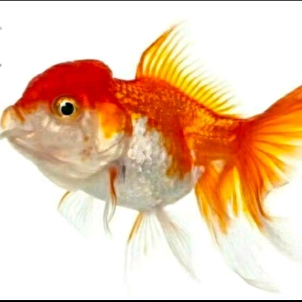 清茶
