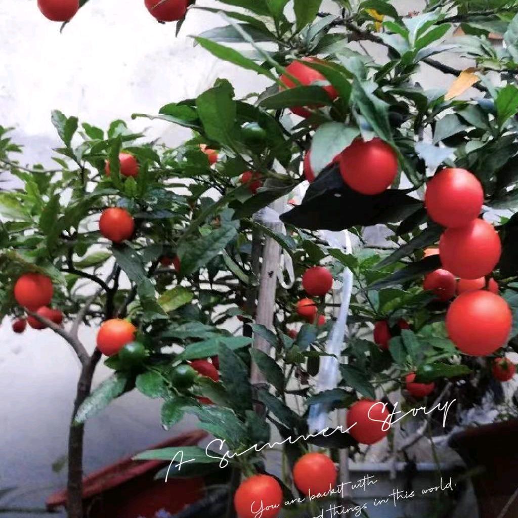 花好月圆