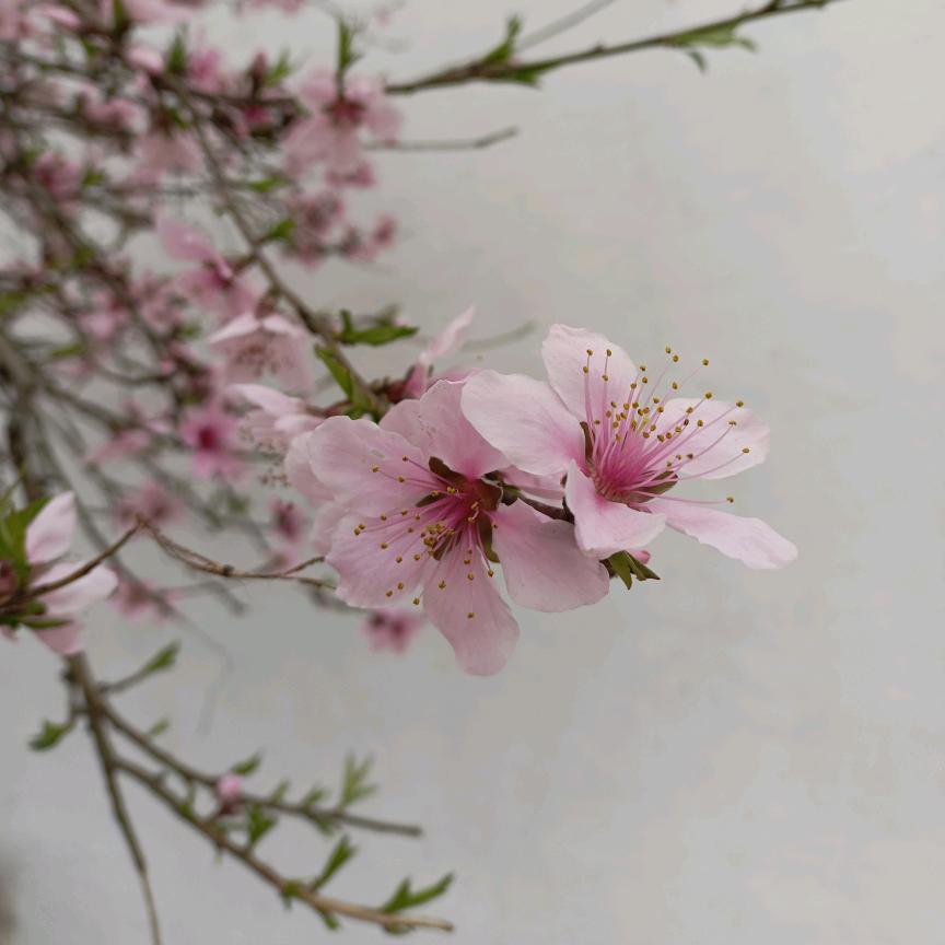 苹果连年