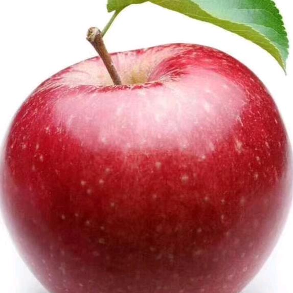 红苹果🍎