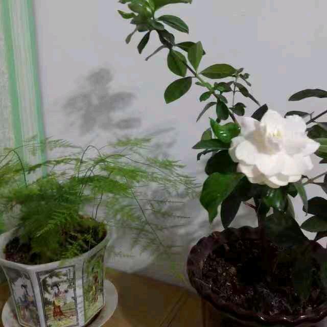 和平