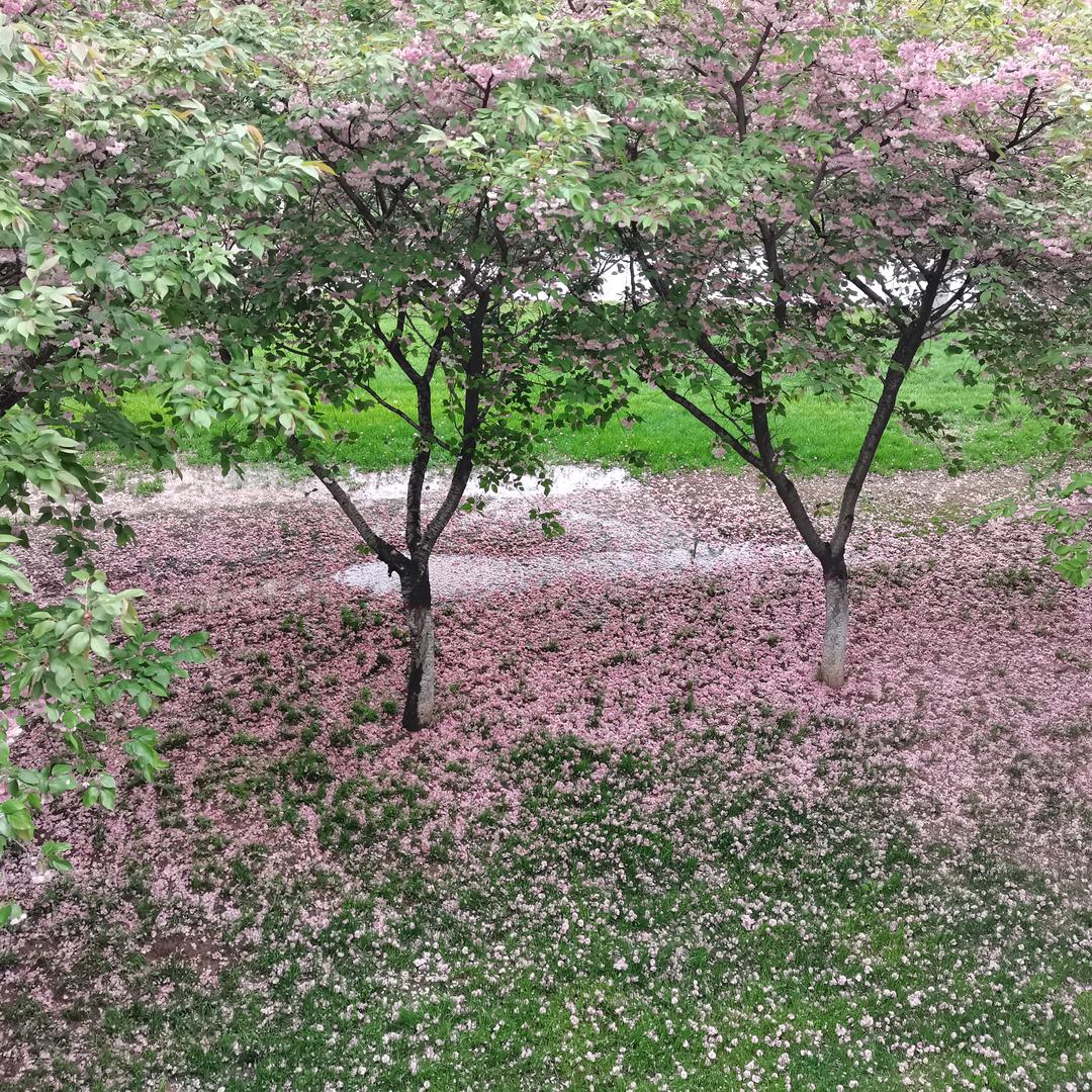 经典诵读