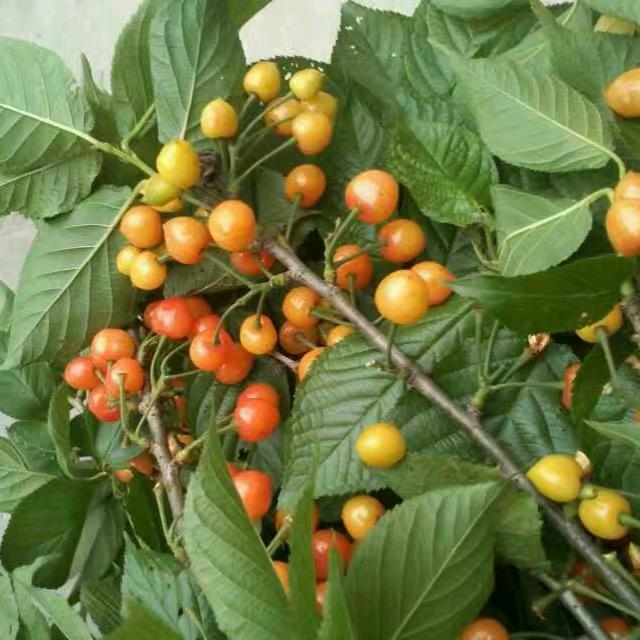 自由卤菜哥巜老王》回族