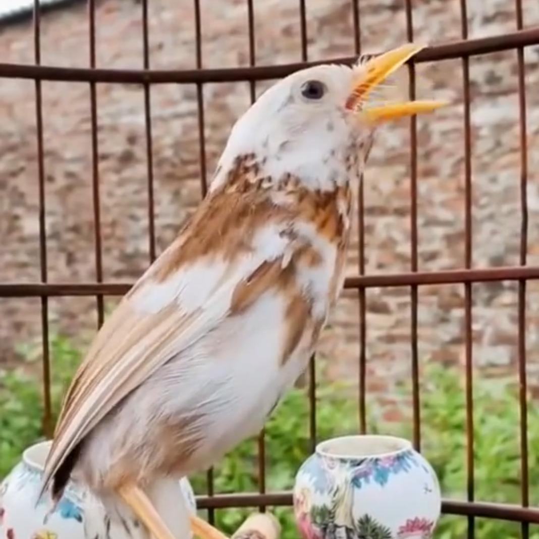 贵州龙鸟食    小潘