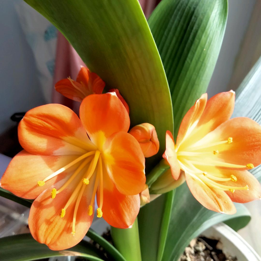 轻花漫舞