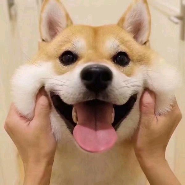 爱吃盐水泡菠萝.