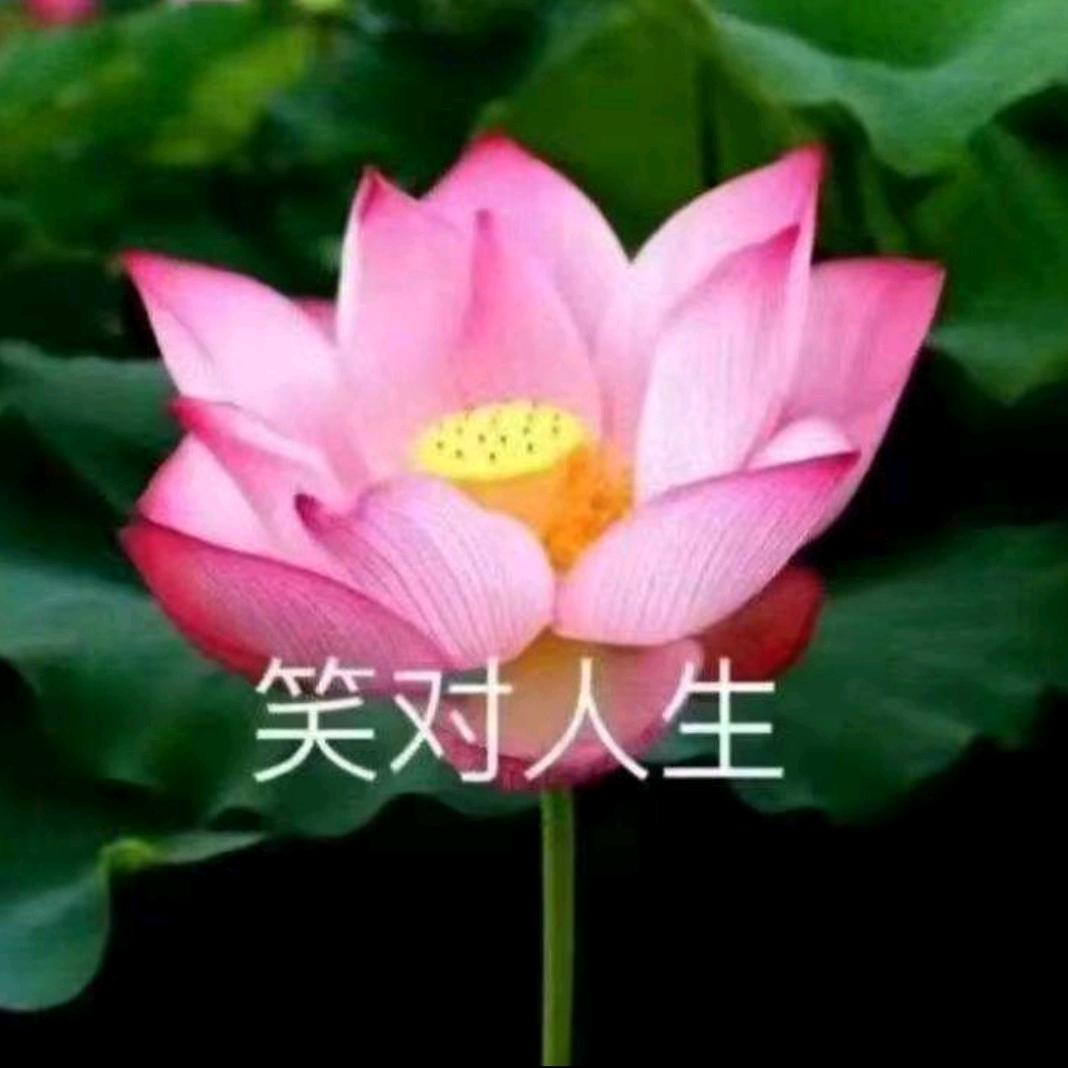 侯树青