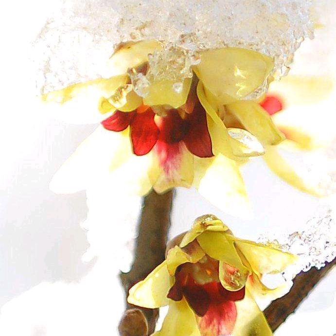 雪中梅