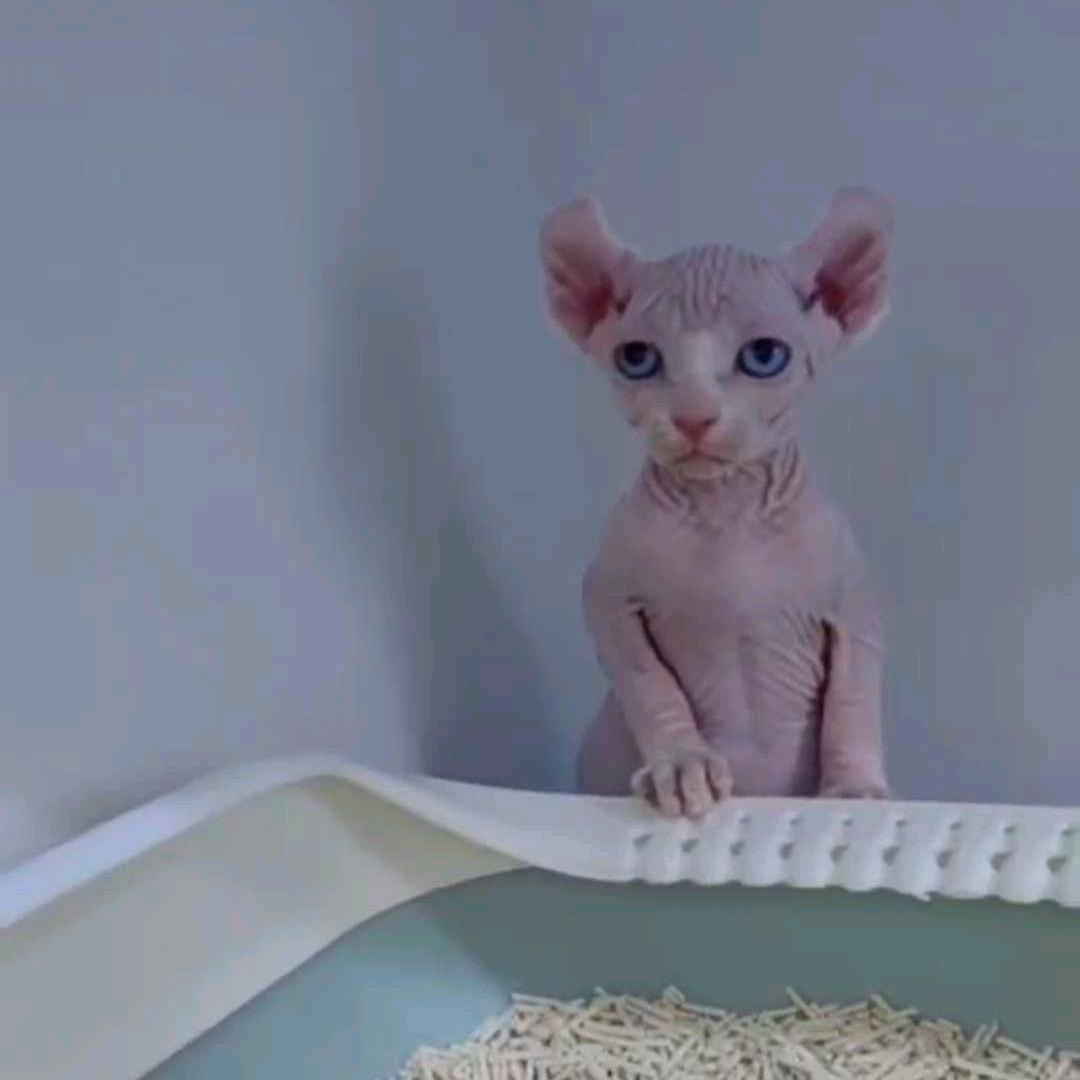 猫道宠物馆(安平店)