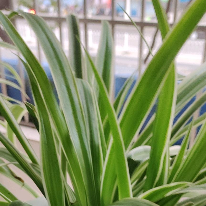 桂花飘香
