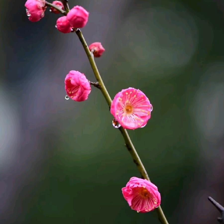 疏影横斜