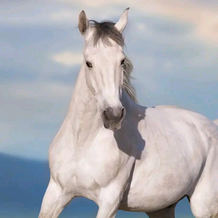 羊毛出在羊身上