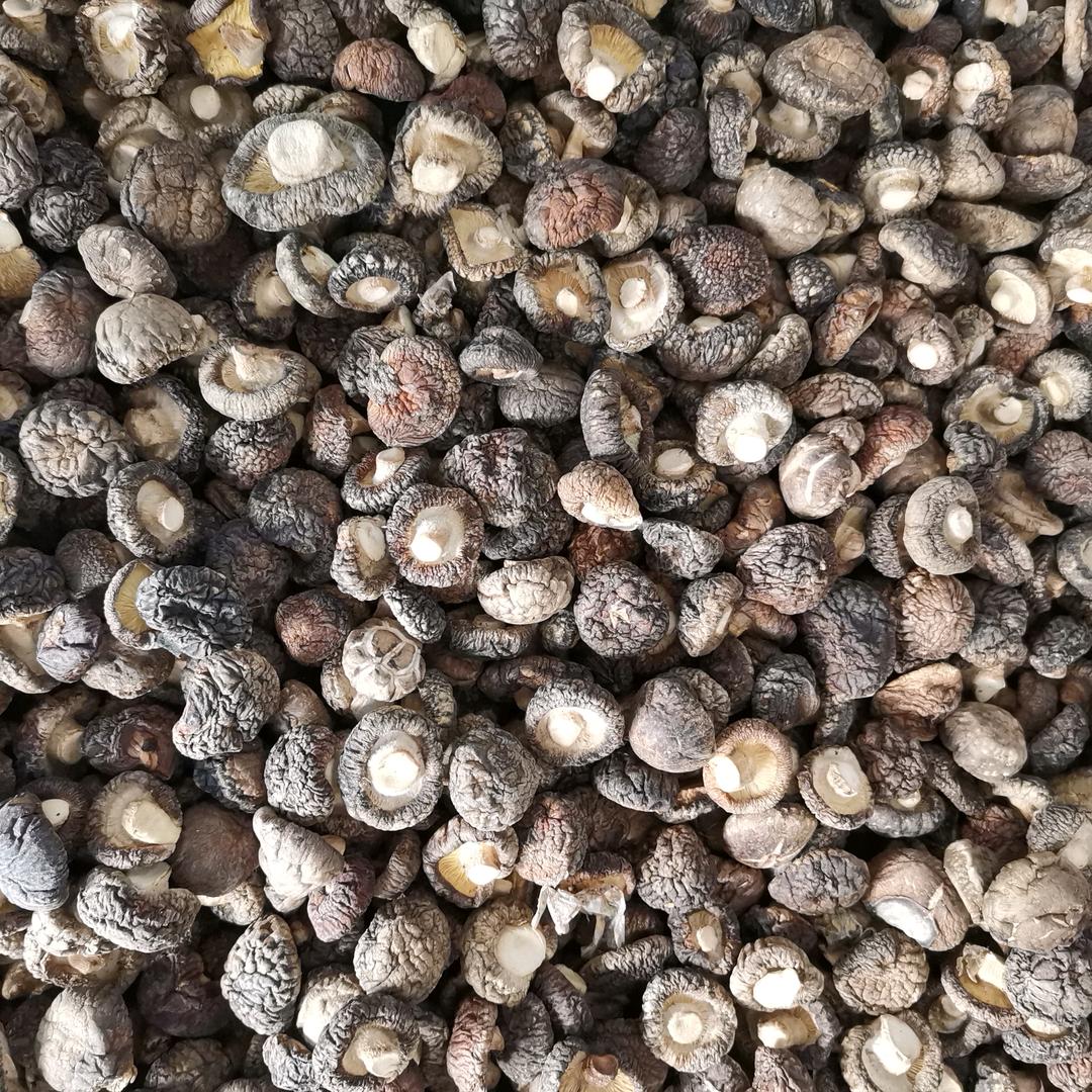 南召县菇源种植农民专业合作社