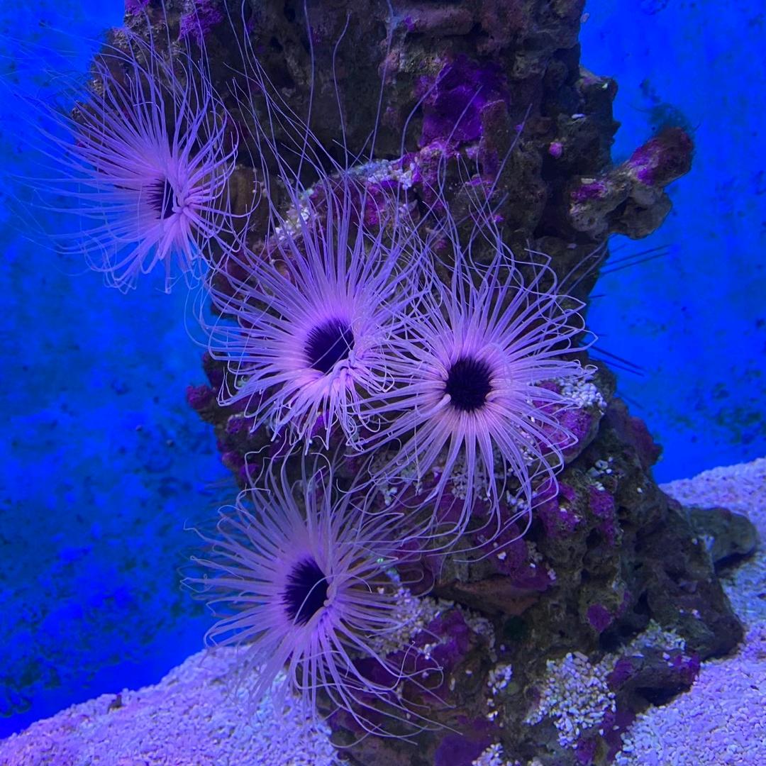✌(̿▀̿ ̿Ĺ̯̿̿▀̿ ̿)✌