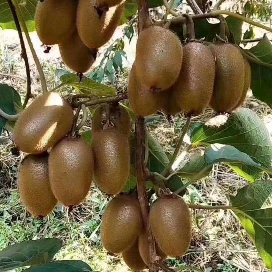 醉美周至🥝