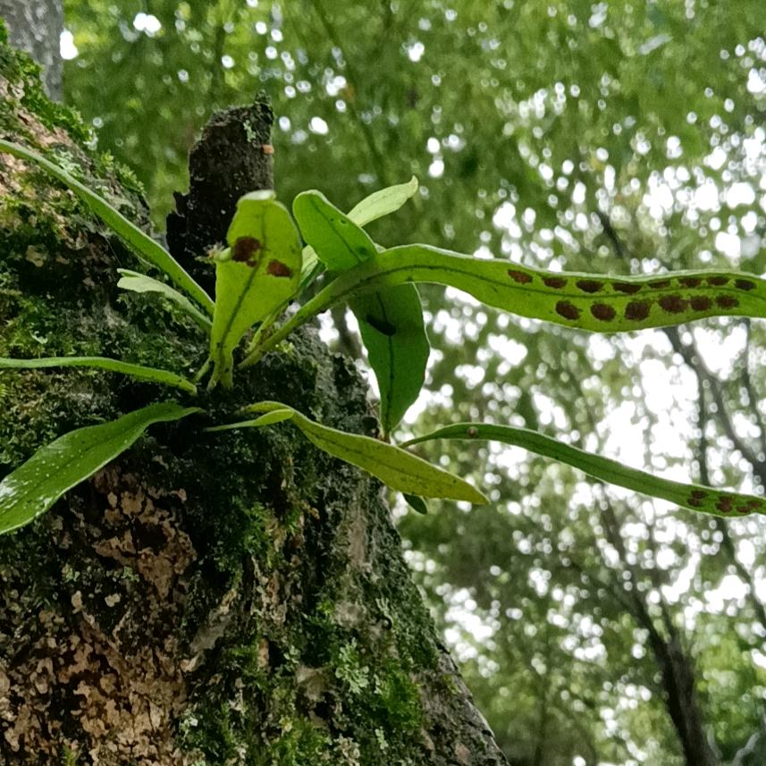 老兵竹林土鸡