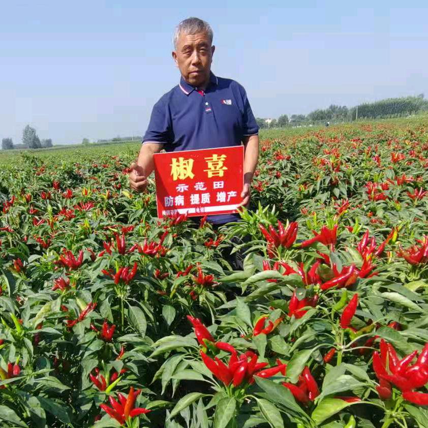 红花镇金来全农资店